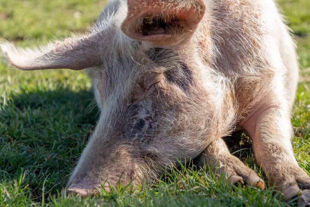 Ein Schwein liegt mit geschlossenen Augen und zufriedenem Gesichtsausdruck auf einer gruenen Wiese.