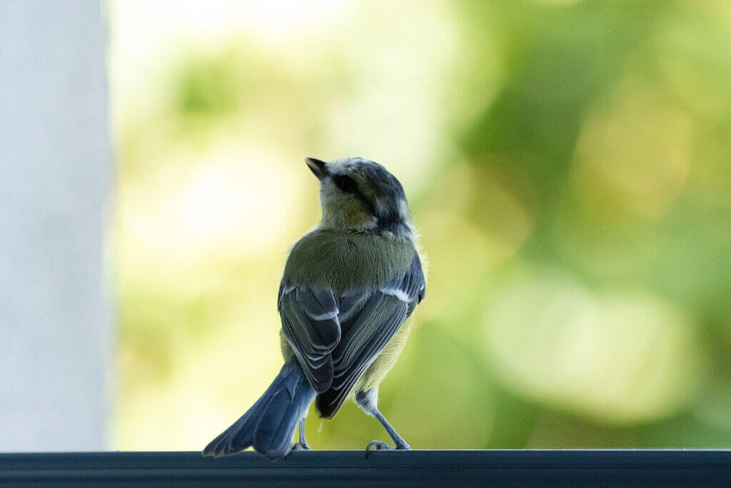 Eine Blaumeise sitzt am Fenster vor gruenem Hintergrund.