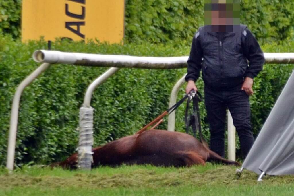 Pferd liegt am Boden am Rand einer Pferderennbahn. Eine Person steht neben dem Tier.