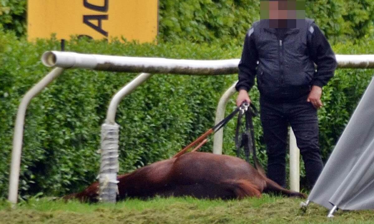 Pferd liegt am Boden am Rand einer Pferderennbahn. Eine Person steht neben dem Tier.