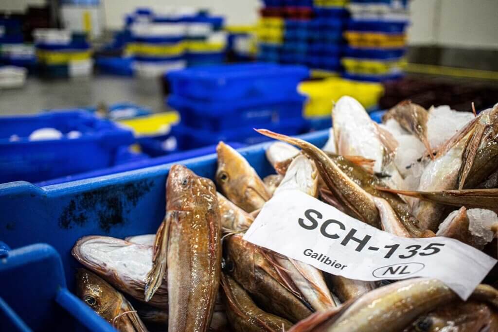 Eine Halle mit Stapeln blauer und gelber Kisten. Im Vordergrund liegen zahlreiche tote Fische auf Eis in einer Kiste.