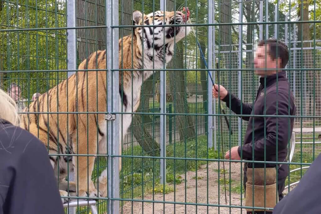 Tiger wird dressiert