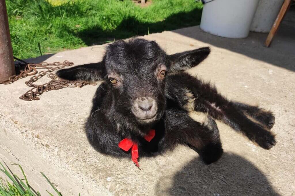 Eine kleine schwarze Ziege mit roter Schleife am Hals liegt auf einem Betonboden.