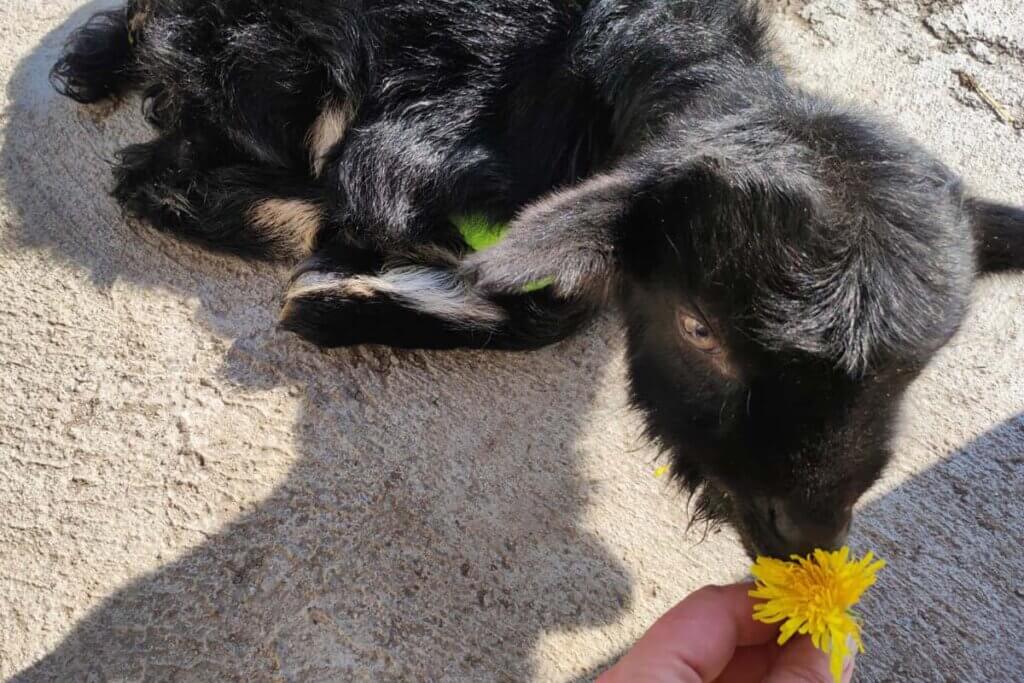 Eine kleine schwarze Ziege riecht an einer gelben Blume.