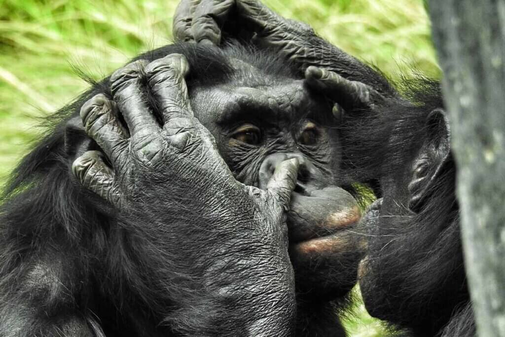 Bonobos die sich gegenseitig im Gesicht anfassen.