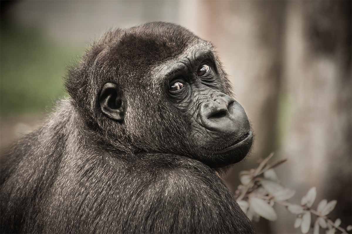 Ein Gorilla in der Nahaufnahme.