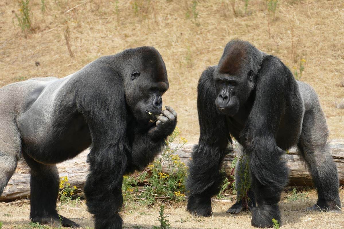 Zwei Gorillas stehen auf ihren Haenden vor einem Baumstamm.
