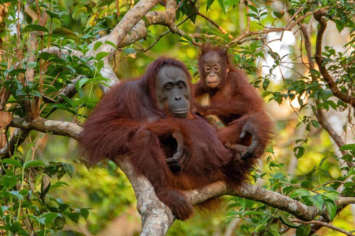 Orang-Utan Mutter mit Kind im Arm auf einem Baum.