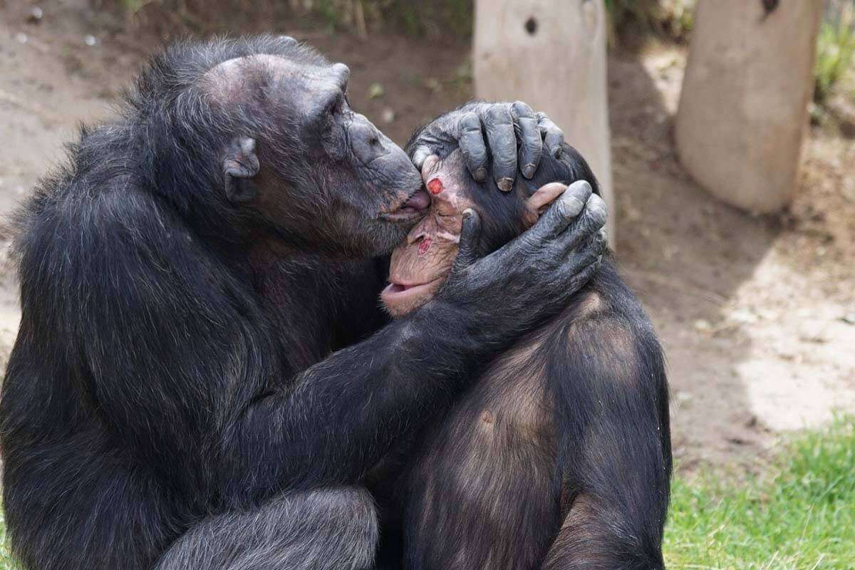 Ein Schimpanse leckt das Gesicht eines anderen Schimpansen.