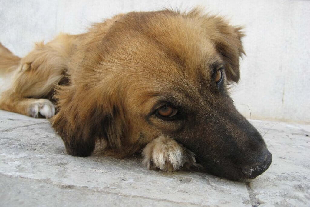 Ein brauner Hund liegt mit dem Kopf auf seinen Pfoten auf einem grauen Steinboden.