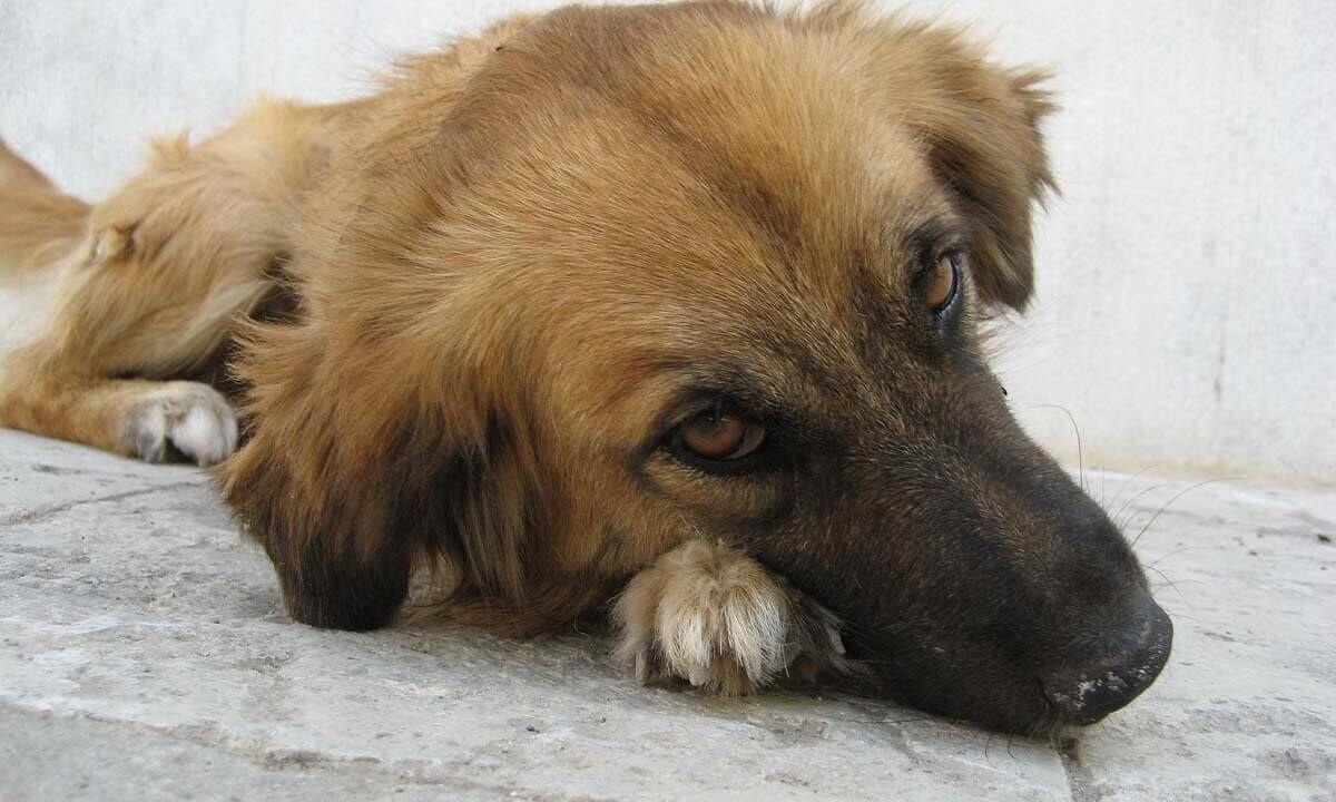 Ein brauner Hund liegt mit dem Kopf auf seinen Pfoten auf einem grauen Steinboden.