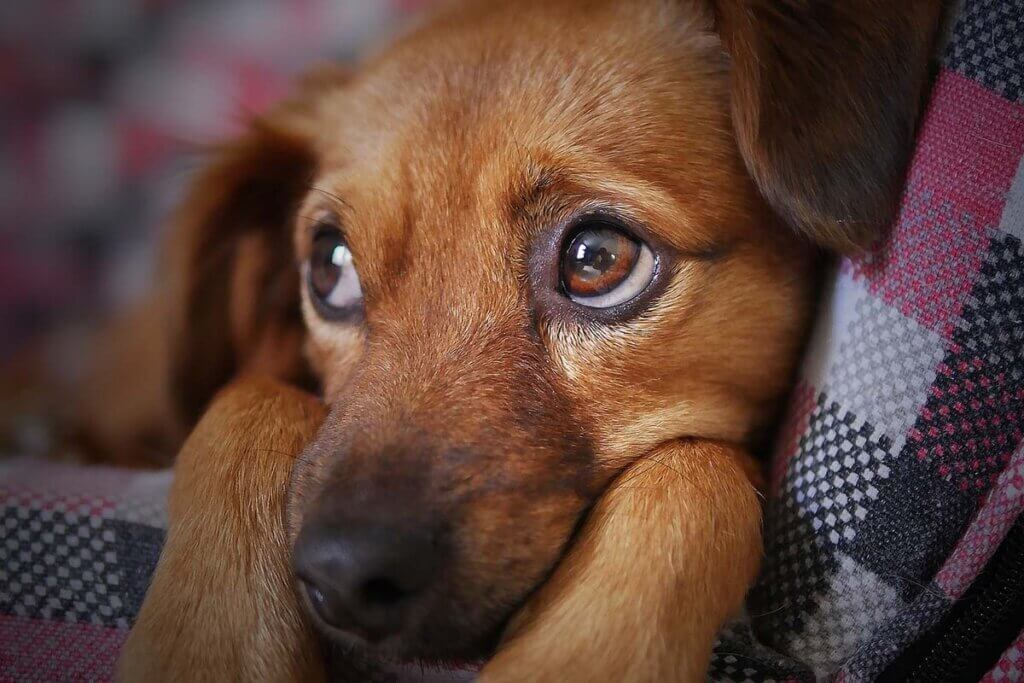 Ein brauner Hund liegt in einem Koerbchen und schaut traurig nach oben.