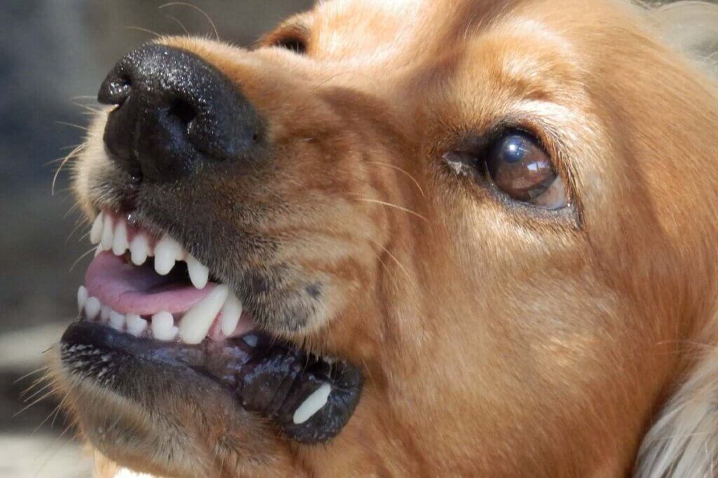 Ein brauner Hund fletscht die Zaehne.