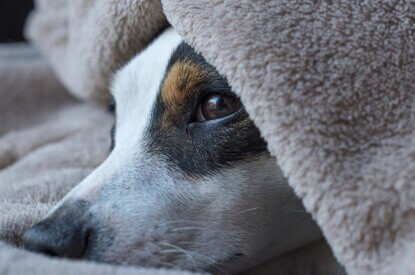 Ein Hund schaut traurig unter einer weissen Decke hervor.