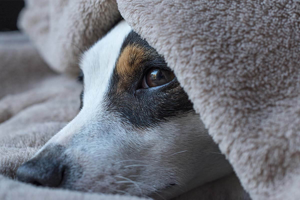 Ein Hund schaut traurig unter einer weissen Decke hervor.