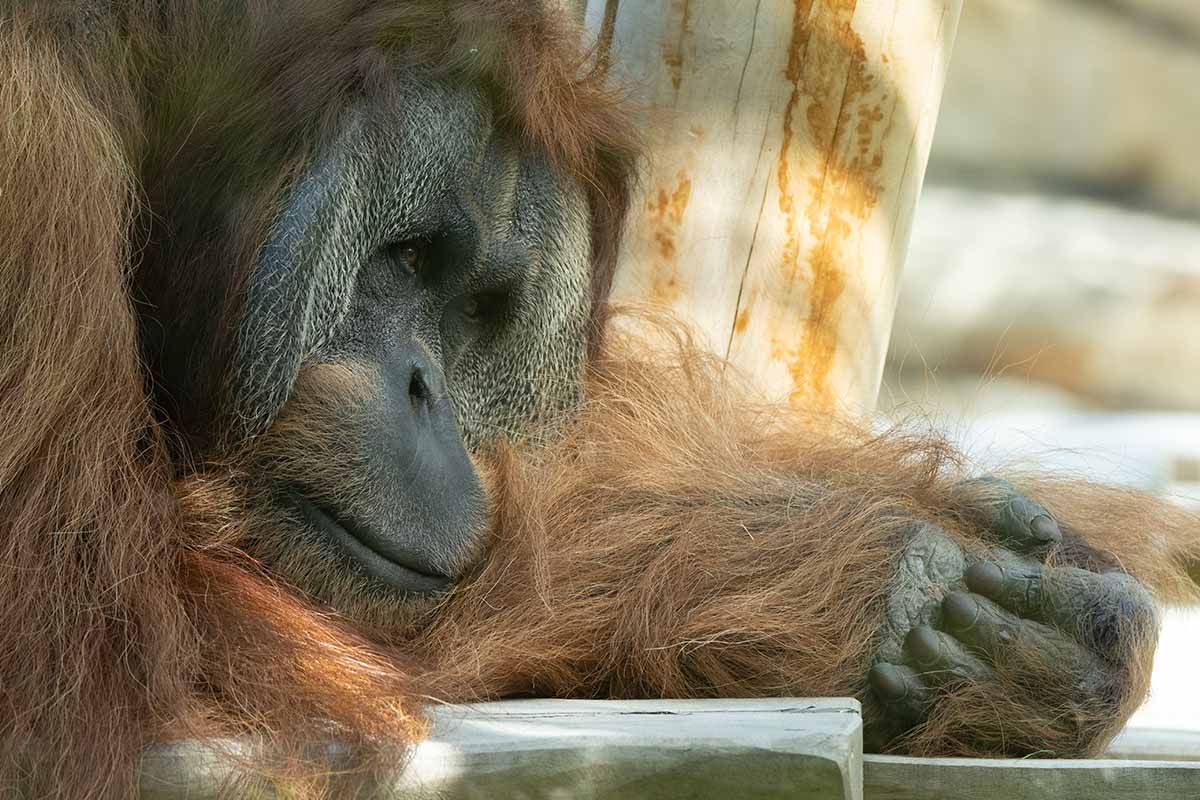 Zoo Berlin: Tierleid seit 180 Jahren – Video belegt Verhaltensstörungen