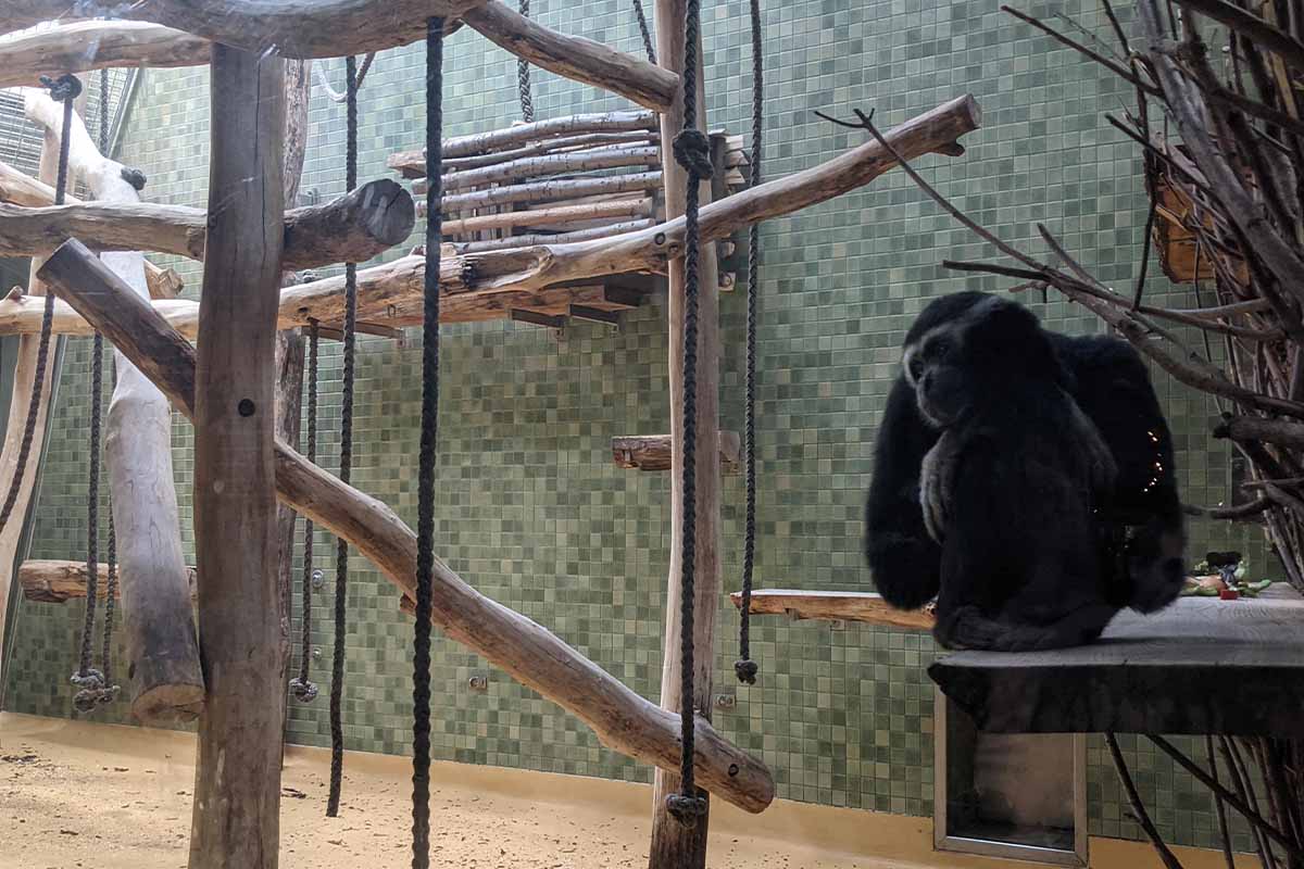 Ein Gibbon sitzt im Gehege im Berliner Zoo.