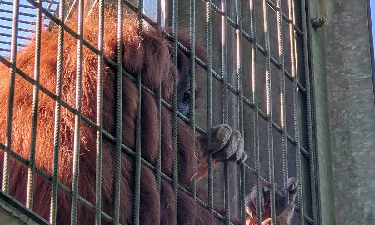 Ein Orang-Utan schaut durch Gitterstaebe seines Geheges im Zoo Neunkirchen.