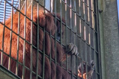 Ein Orang-Utan schaut durch Gitterstaebe seines Geheges im Zoo Neunkirchen.