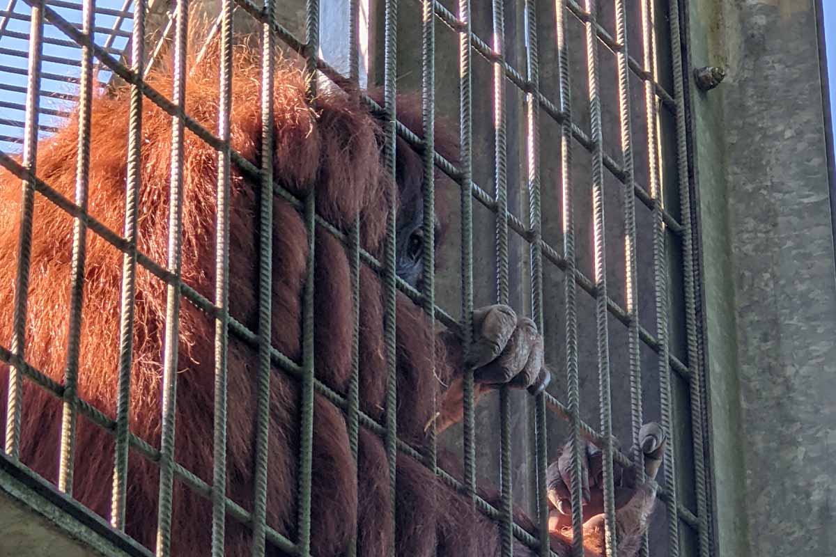 Video: Tierleid im Zoo Neunkirchen aufgedeckt