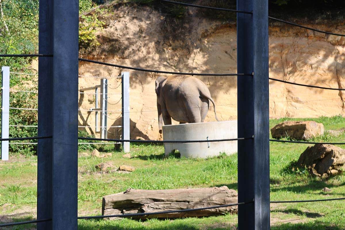 Ein Elefant steht im Aussengehege vom Zoo Neunkirchen vor einer Wand.