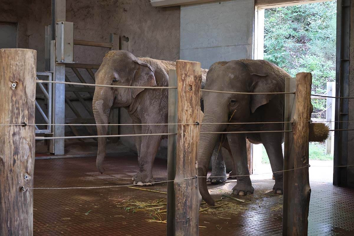 Zwei Elefanten im Innenbereich beim Zoo Neunkirchen.