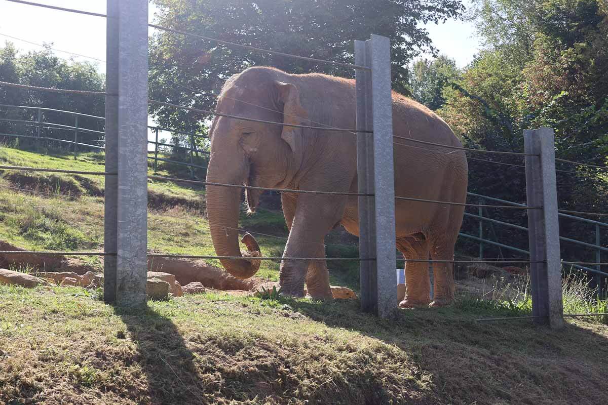 Ein Elefant hinter einem Zaun auf einer Wiese im Zoo Neunkirchen.