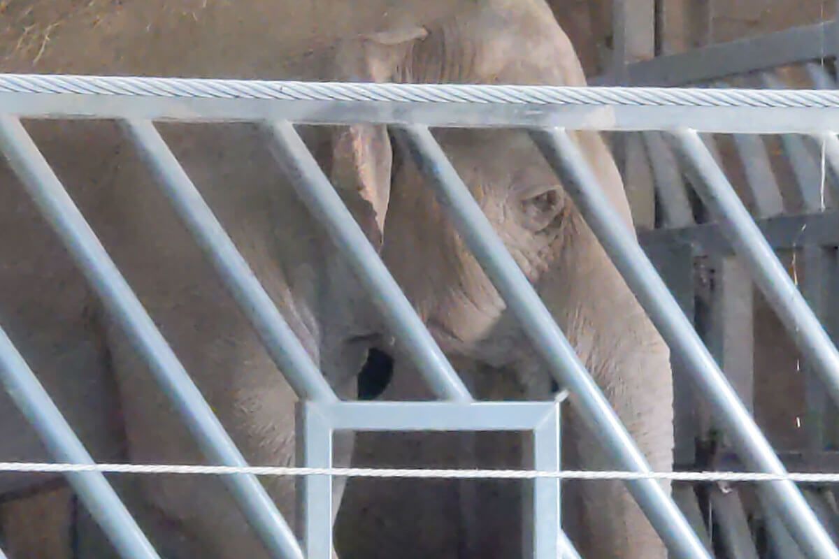 Ein Elefant hinter Gitterstaeben im Zoo Neunkirchen.