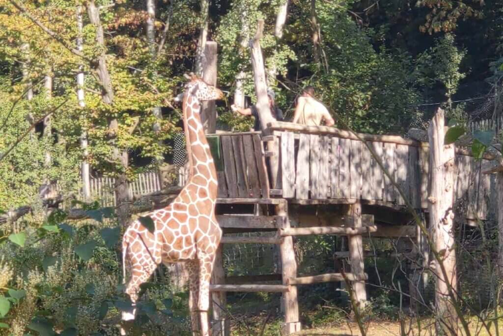Eine Giraffe steht vor einem Holzsteg und wird gefuettert von einer Person.