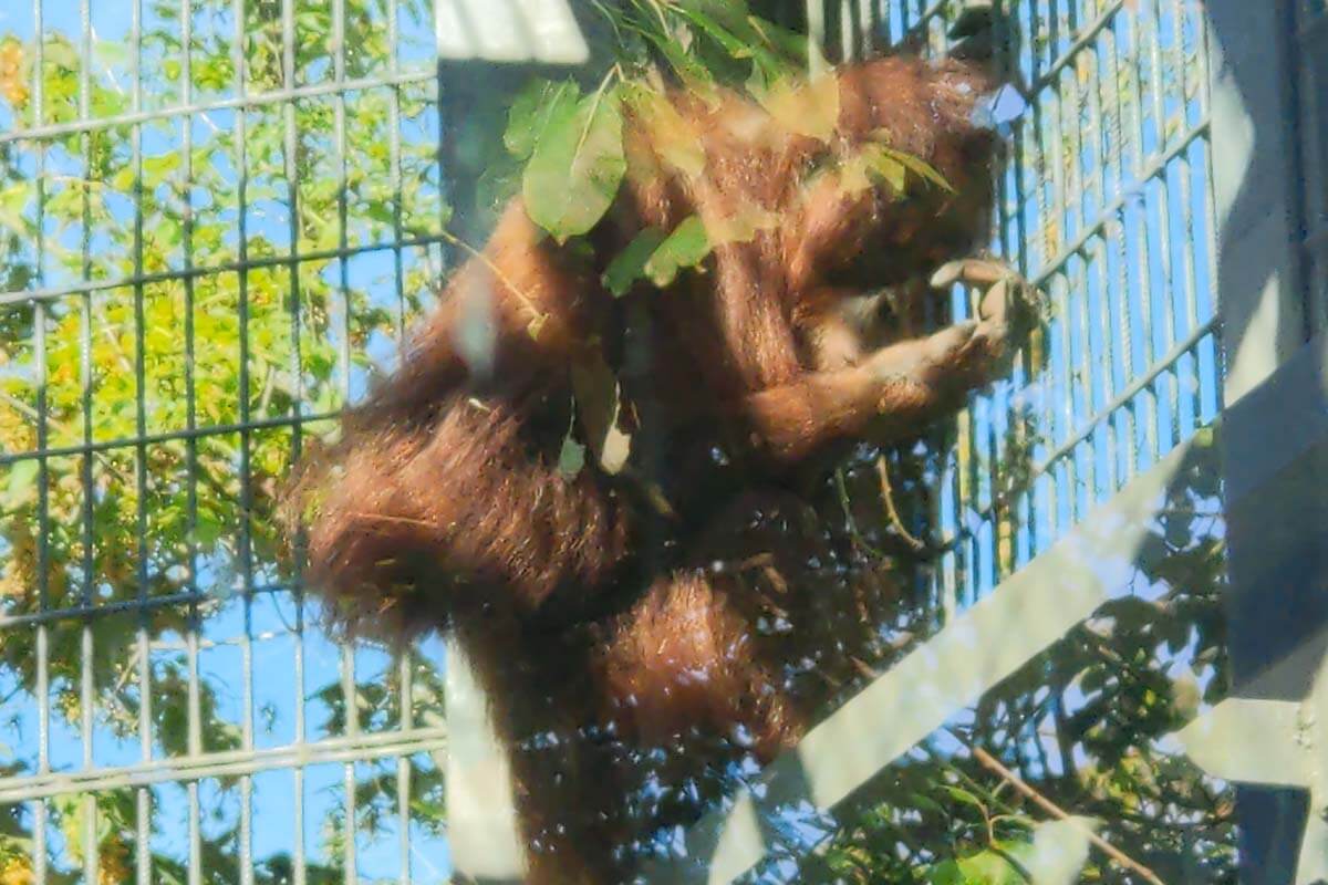 Ein Orang-Utan klettert an einem Eisenstabzaun im Zoo Neunkirchen.