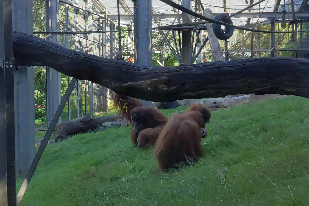 Zwei Orang-Utans sitzen auf einer Wiese im Gehege im Zoo Neunkirchen.