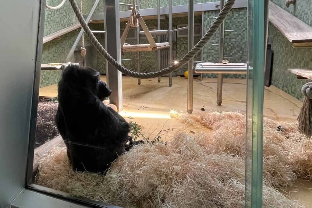Ein Gorilla sitzt im Gehege im Berliner Zoo.