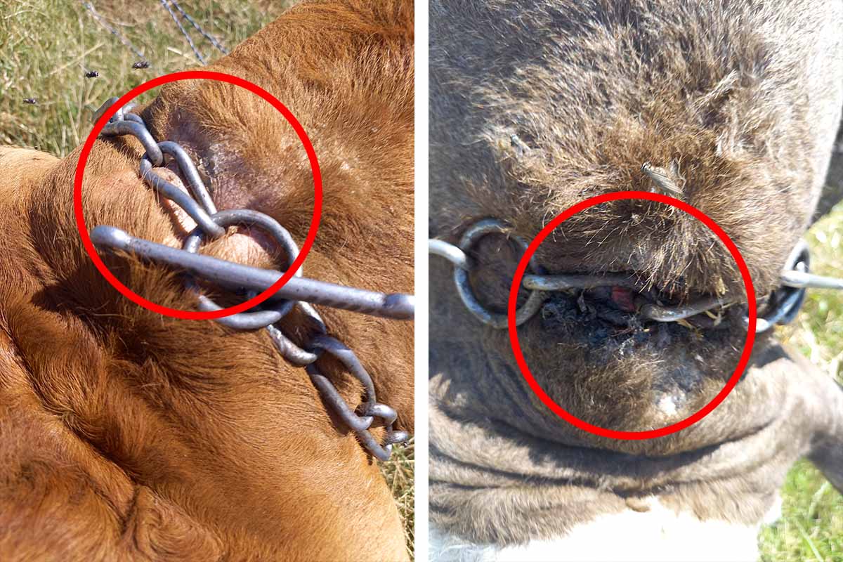 Schockierende Bilder: Rinder mit eingewachsenen Ketten – massives Tierleid in Erkelenz