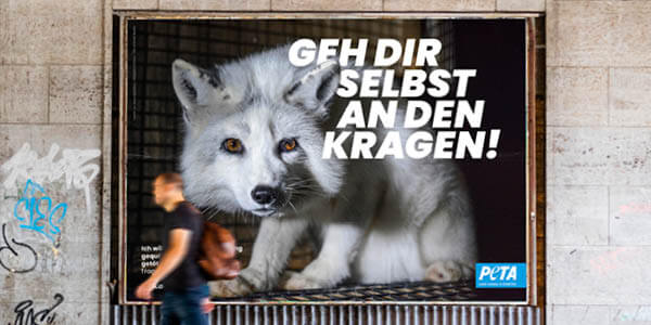 Ein Plakat mit einem Fuchs und der Aufschrift: Geh dir selbst an den Kragen!