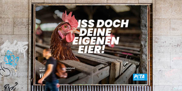 Ein Plakat mit einem eingesperrten Hund und mit der Aufschrift: Iss doch deine eigenen Eier!
