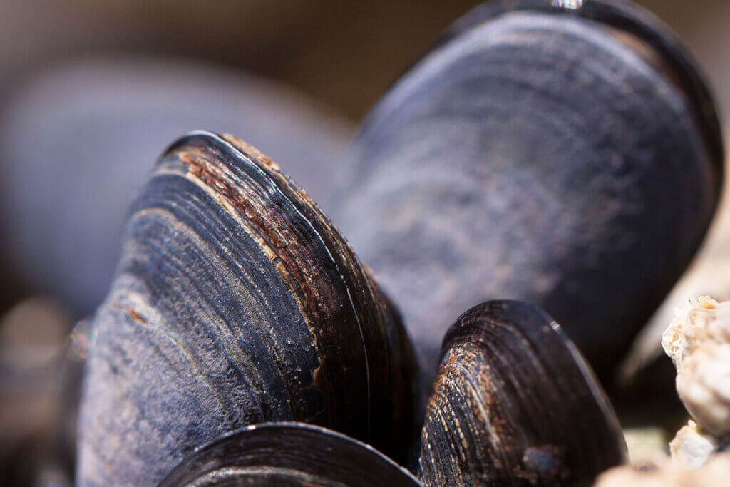 Schwarze Austernmuscheln im Meer.