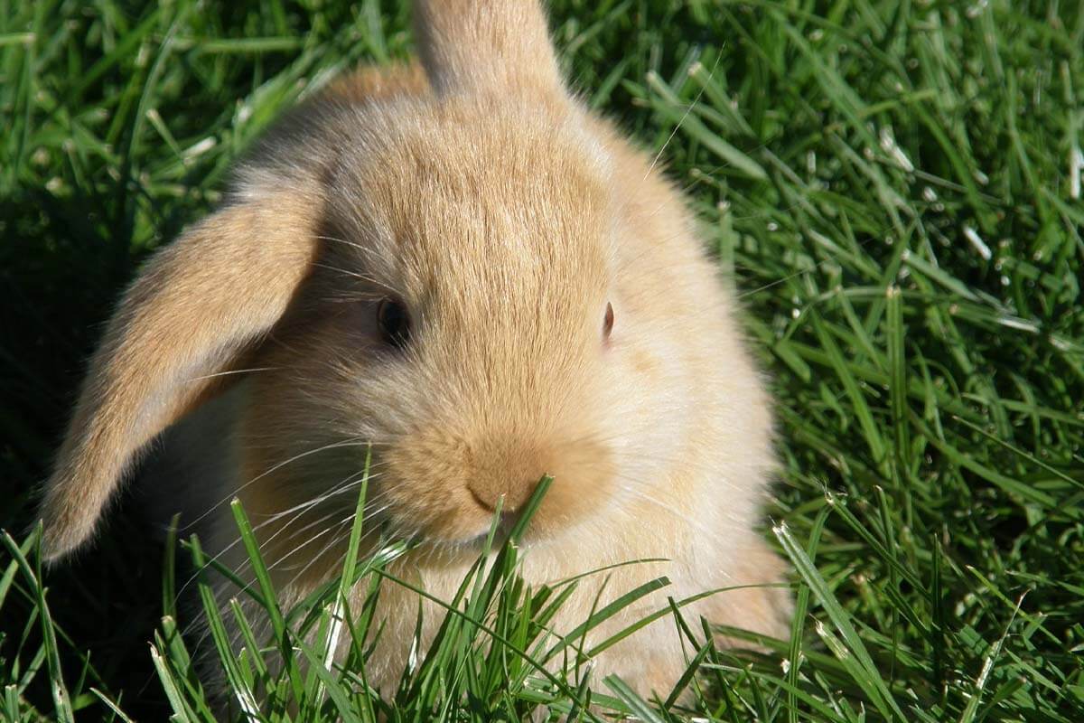 Ein braunes Kaninchen, Zwergwidder sitzt auf einer Wiese.