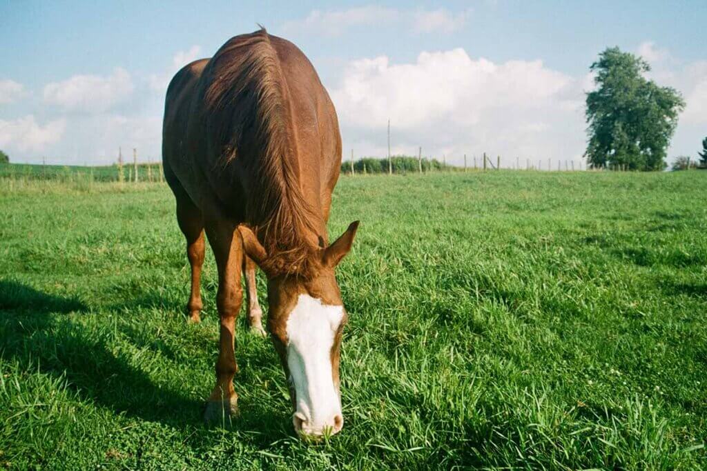 Ein braunes Pferd mit weissem Fleck auf dem Kopf grast auf einer gruenen Wiese.