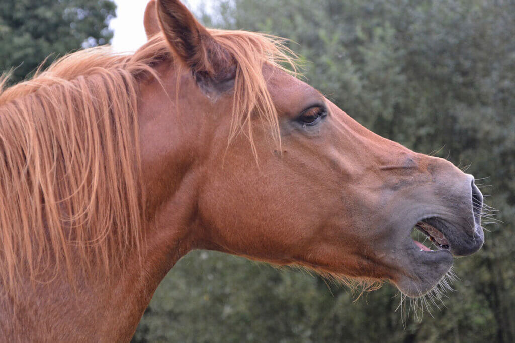 Ein braunes Pferd steht vor einem Baum mit leicht geoeffnetem Mund.