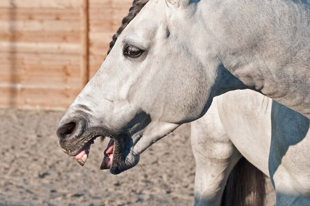 Ein graues Pferd steht in einer Reitbucht und hat seinen Mund weit geoeffnet.