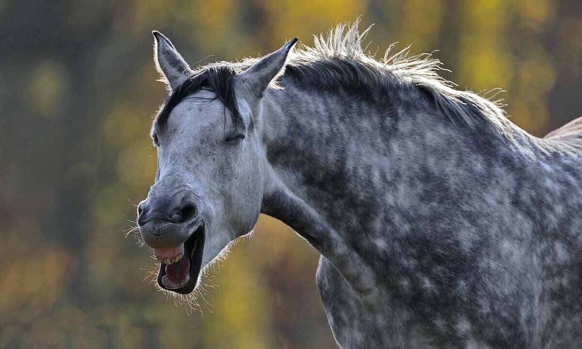 Ein grau meliertes Pferd mit geoeffnetem Mund.