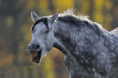 Ein grau meliertes Pferd mit geoeffnetem Mund.