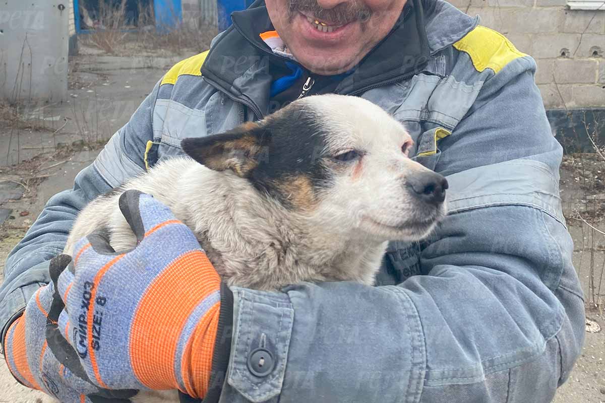 Hund hat Augen zu und wird von einem Menschen getragen.