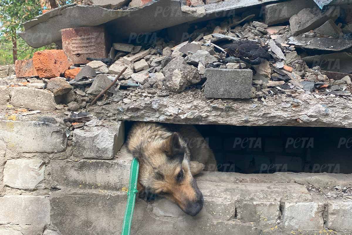 Hund streckt den Kopf aus Trümmern raus.