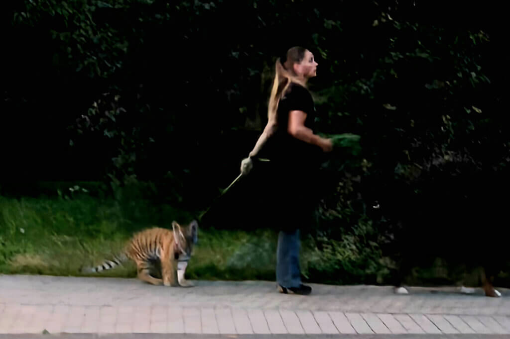 Frau spaziert mit einem Tigerbaby