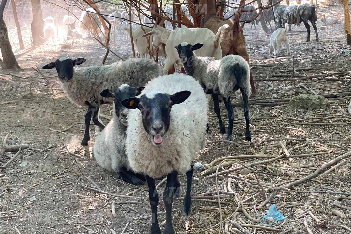 Schafe im Außengehege des Tierheims in der Ukraine, welches von PETA im Aufbau unterstützt wurde.