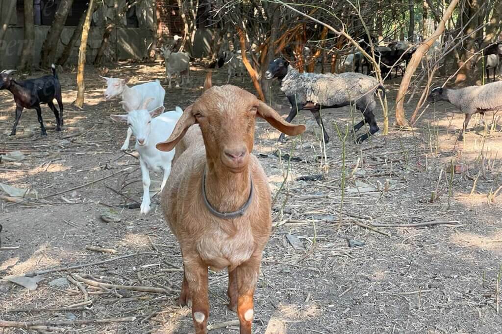 Ziegen im Außengehege des Tierheims in der Ukraine, welches von PETA im Aufbau unterstützt wurde.