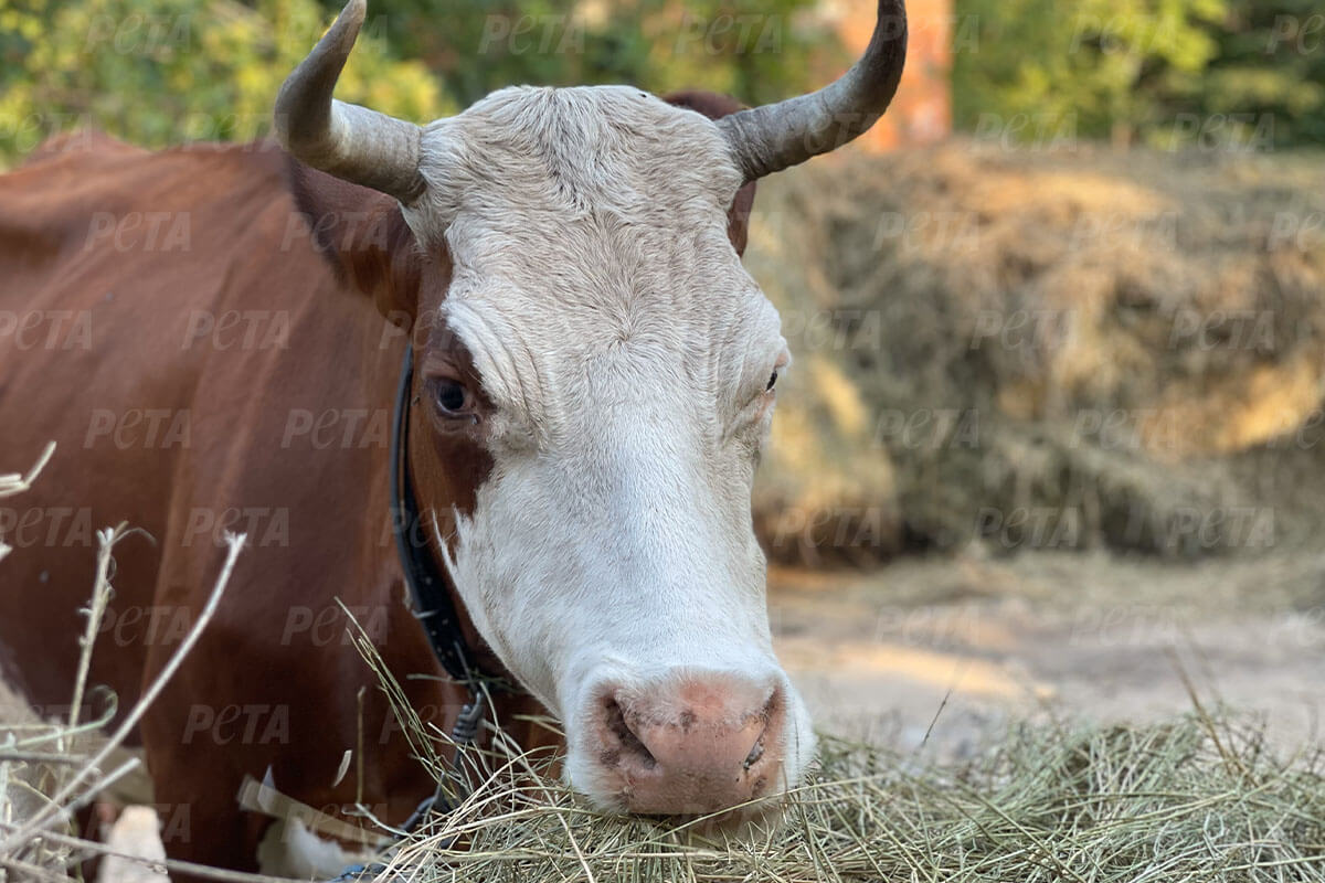 Kuh im Außengehege des Tierheims in der Ukraine, welches von PETA im Aufbau unterstützt wurde.