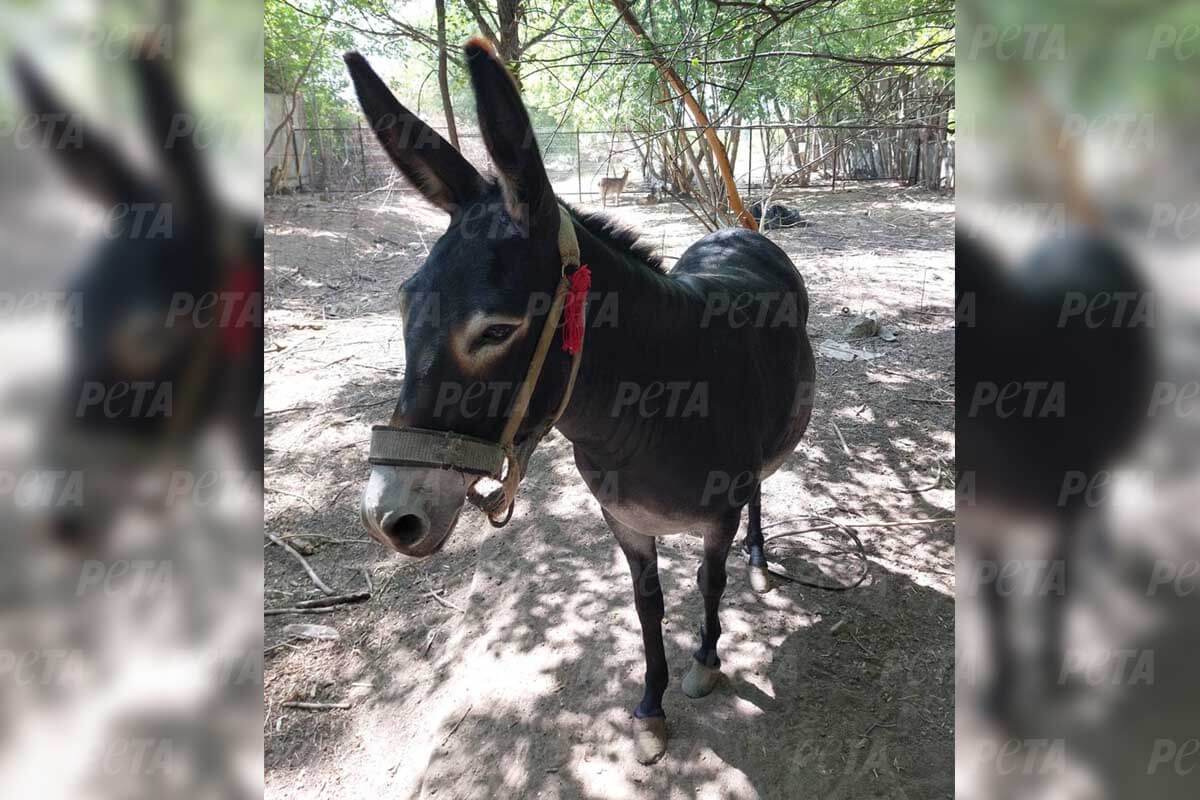 Esel im Außengehege des Tierheims in der Ukraine, welches von PETA im Aufbau unterstützt wurde.