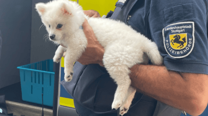 Ein Polizist hält einen Pomeranian-Welpen